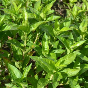 japaneseindigoplants