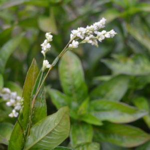 indigoflower