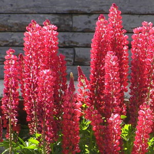 Lupin rød blomst