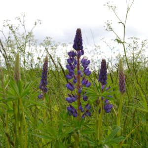 lupin