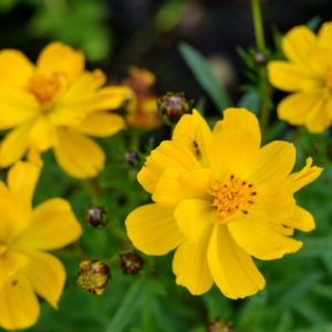 cosmos